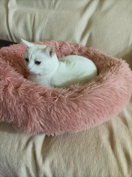 Пухнаста лежанка пончик для котів і малих собак м&rsquo;який круглий лежак для тварин 60 см рожевий (Plush-r) Plush-r фото